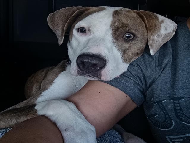 Cana Do - Pit Bull Terrier