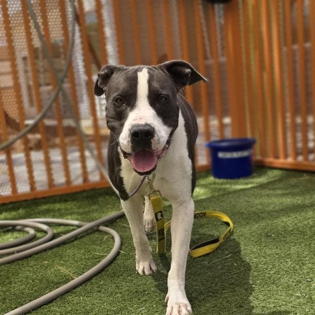 Zeus - Pit Bull Terrier