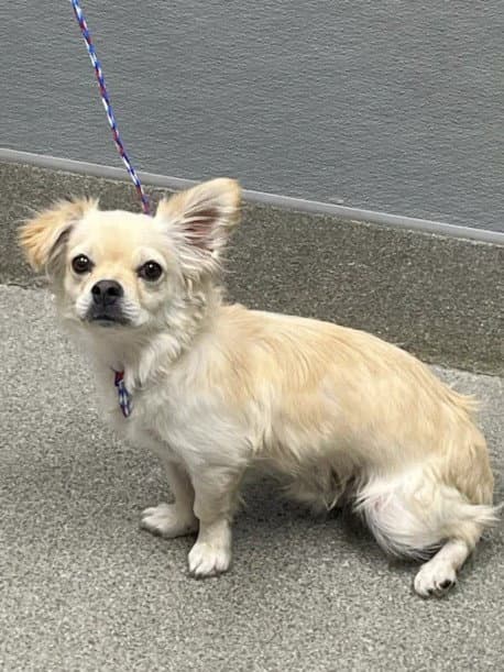 Chase - Chihuahua