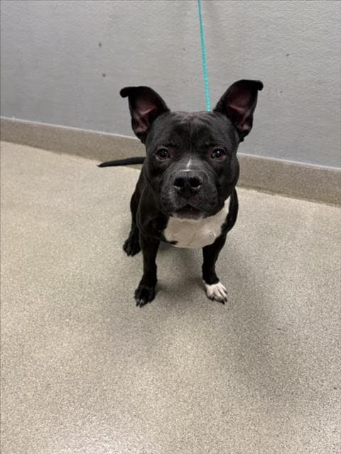 Freddie - Pit Bull Terrier