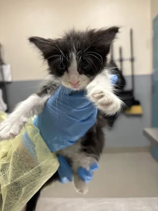 Sofia - Domestic Short Hair
