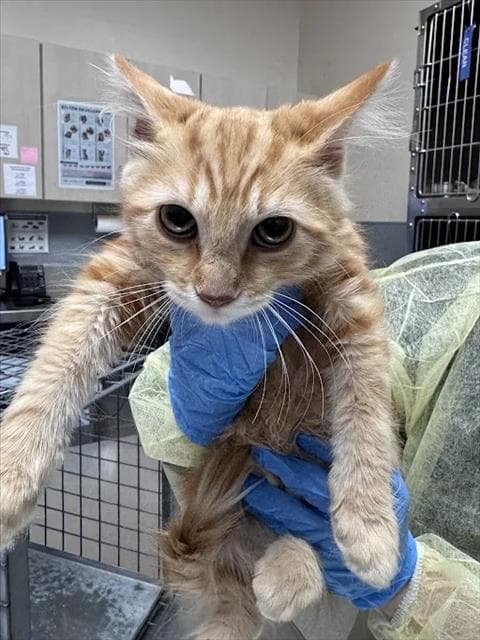 Morgana - Domestic Short Hair