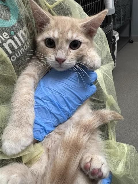 Guinevere - Domestic Short Hair