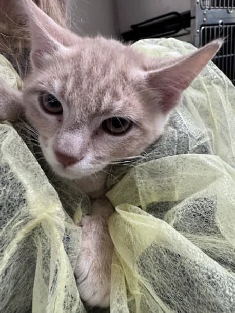Lancelot - Domestic Short Hair