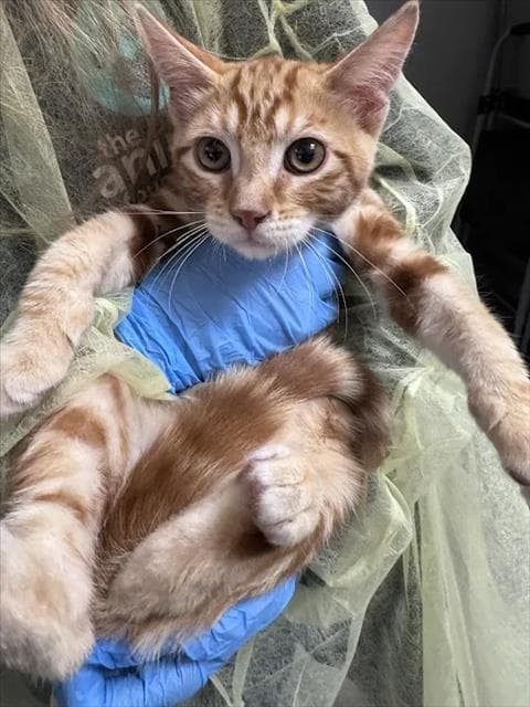 Merlin - Domestic Short Hair