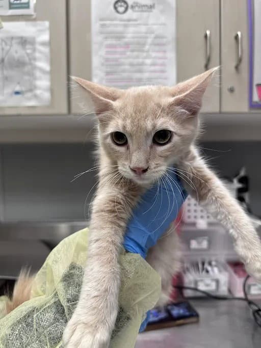 Arthur - Domestic Short Hair