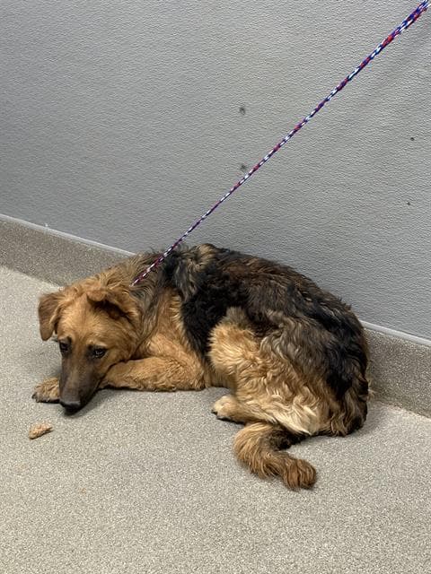 Brittany - German Shepherd Dog