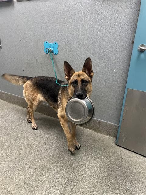 Skye - German Shepherd Dog