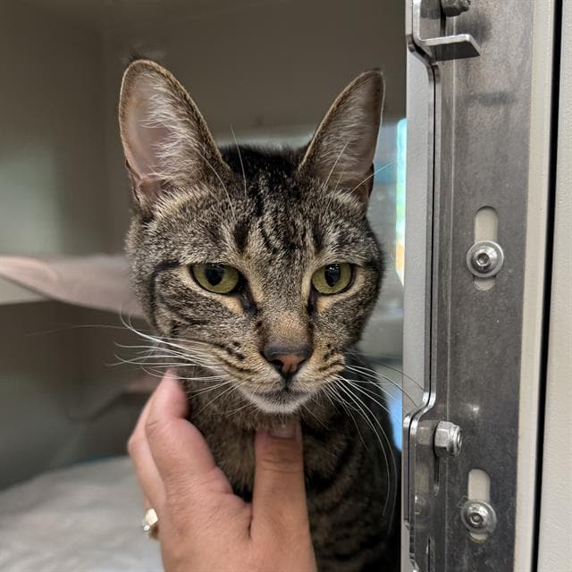 Aiden - Domestic Short Hair
