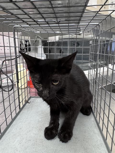 Sailor Mars - Domestic Short Hair