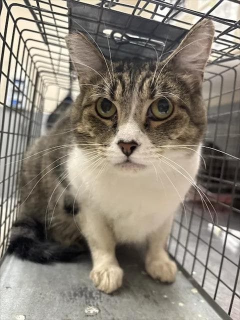 Lovey - Domestic Short Hair