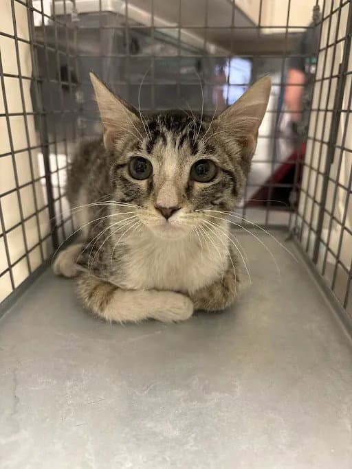 Hairy Styles - Domestic Short Hair