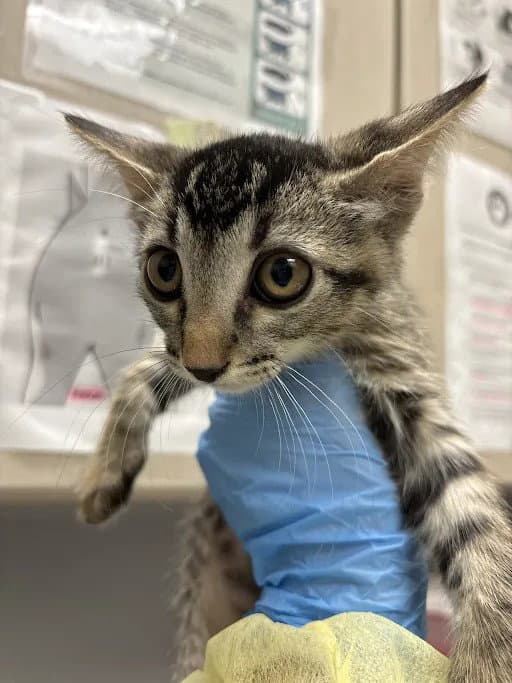 Dippin - Domestic Short Hair