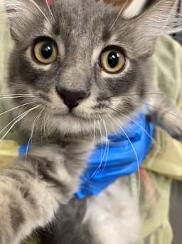 Meowchael image 1