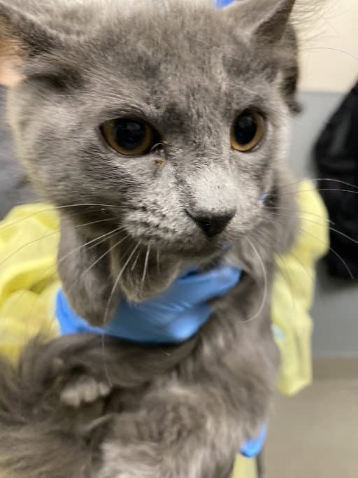 Jennifur - Domestic Medium Hair