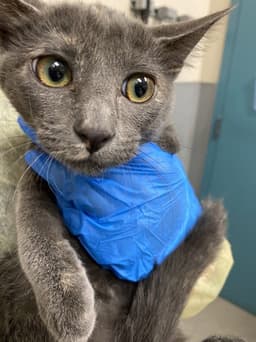 Angelicat image 1