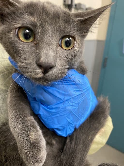 Angelicat - Domestic Short Hair