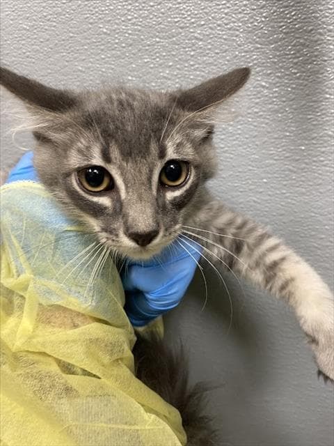 Catrick - Domestic Short Hair