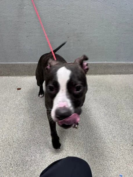 Romeo - Pit Bull Terrier