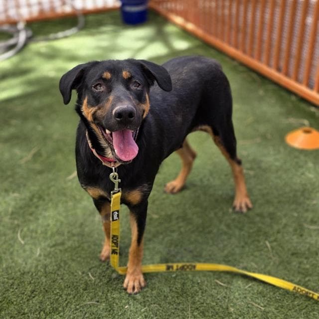 Miranda - Rottweiler