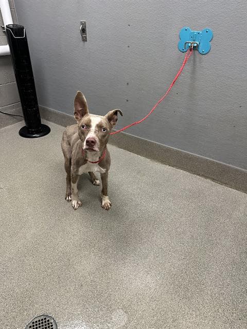 Sundrop - Pit Bull Terrier
