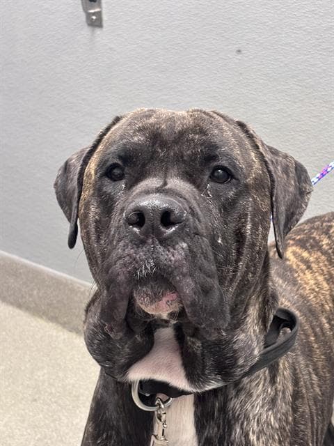 Moose - Mastiff