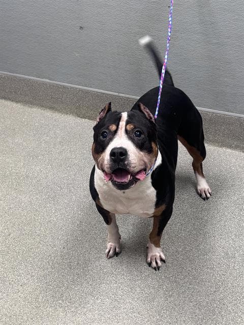 Chichi - Staffordshire Bull Terrier