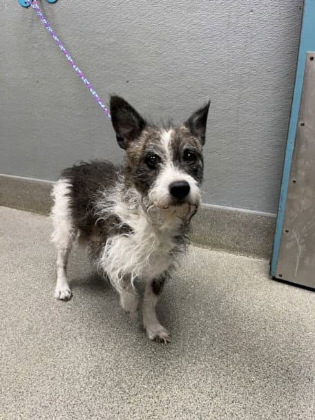 Binx - Terrier