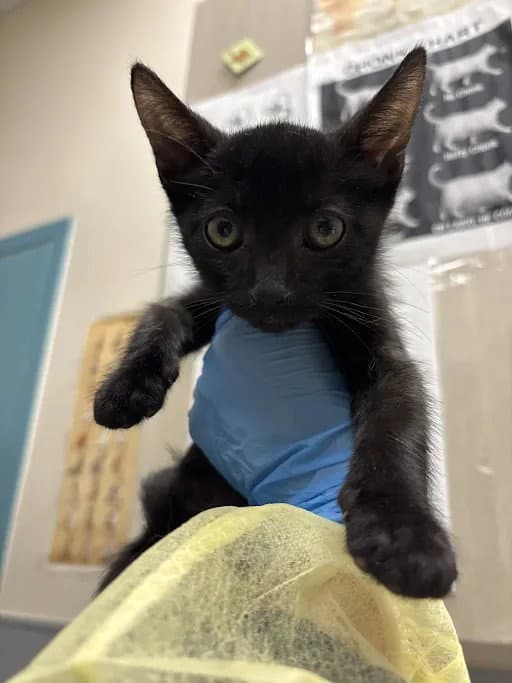 Dots - Domestic Short Hair