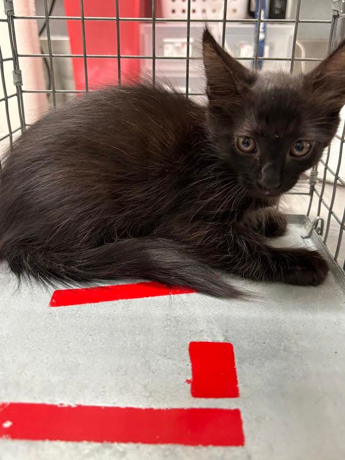 Pickle - Domestic Short Hair