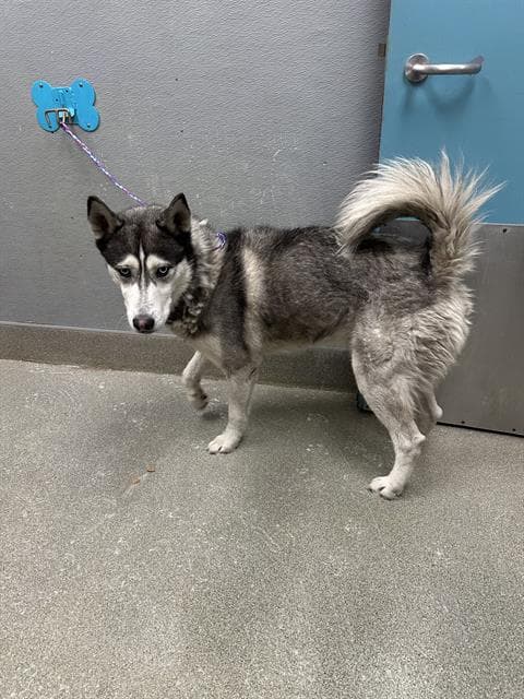 Oso - Siberian Husky