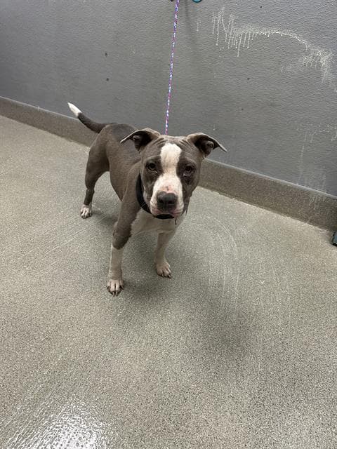 Droplet - Pit Bull Terrier