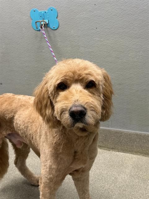 Golden - Golden Retriever