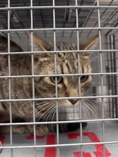 Pumbaa - Domestic Short Hair