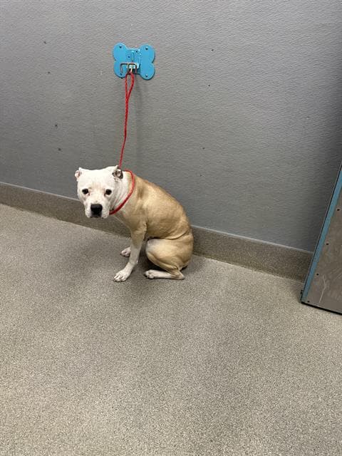Sage - Pit Bull Terrier