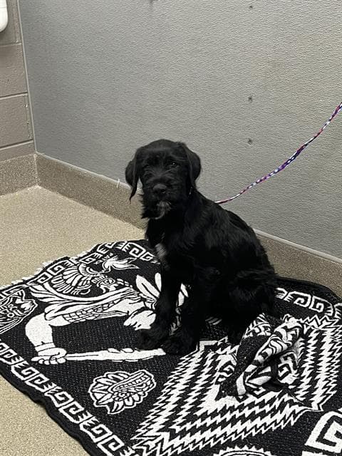 Pongo - Schnauzer