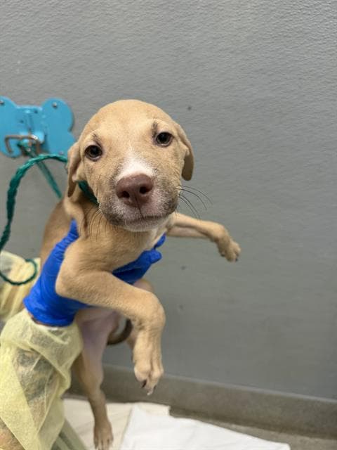 Bark Twain - Pit Bull Terrier