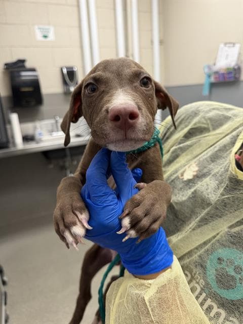 Chewbarka - Pit Bull Terrier