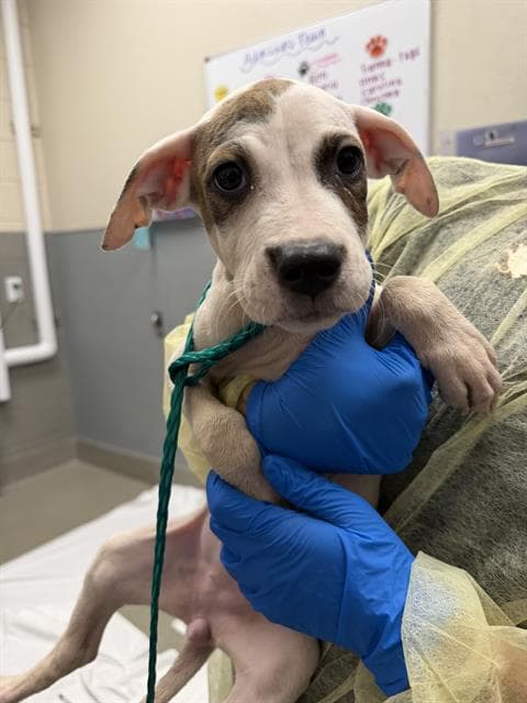 Hillary Ruff - Pit Bull Terrier