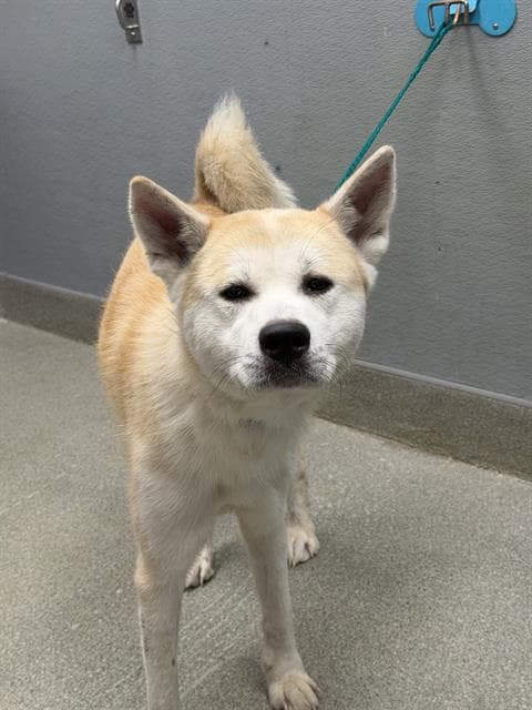 Penelope Rose - Akita