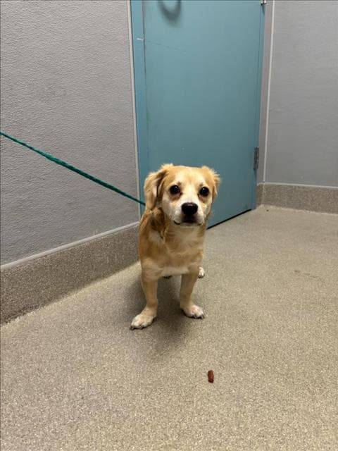 Goldie - Labrador Retriever