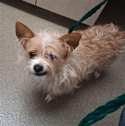 Ottis - Terrier
