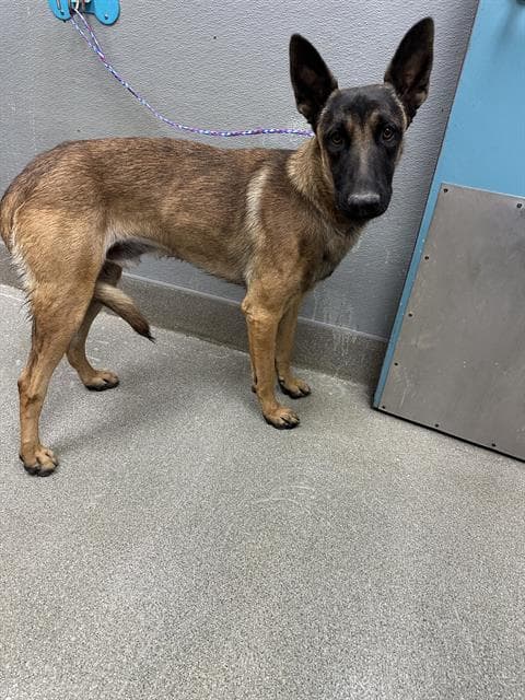 Duke - Belgian Shepherd Malinois