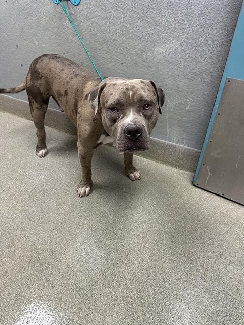 Murray - American Bulldog