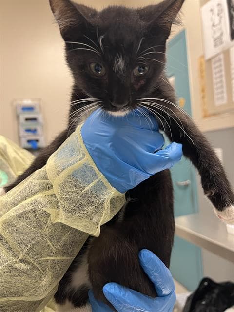 Pascua - Domestic Short Hair
