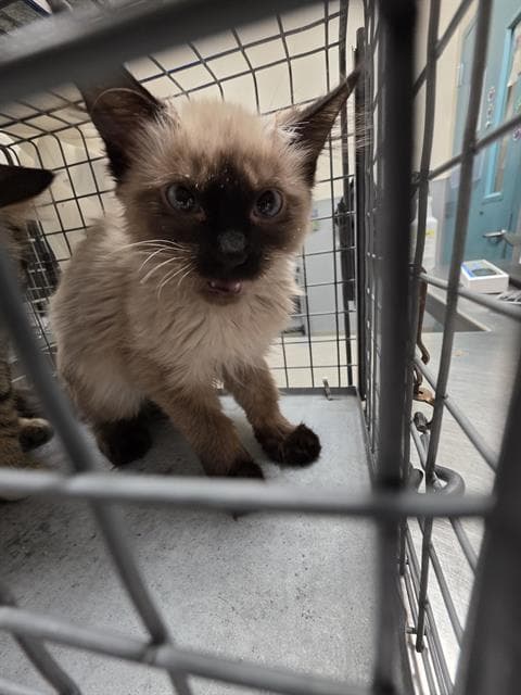 Snicker - Siamese
