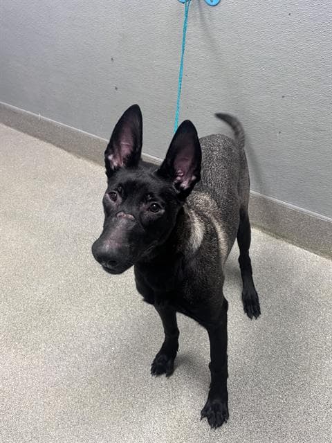 Knight - Belgian Shepherd Malinois