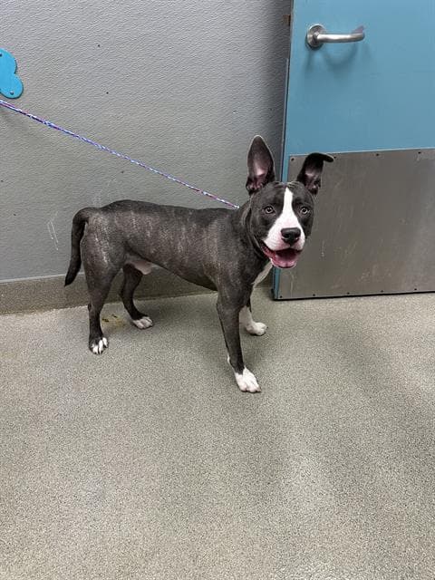 Grupert - Pit Bull Terrier