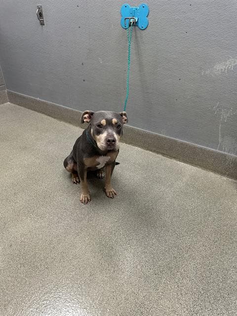 Ladybug - Pit Bull Terrier