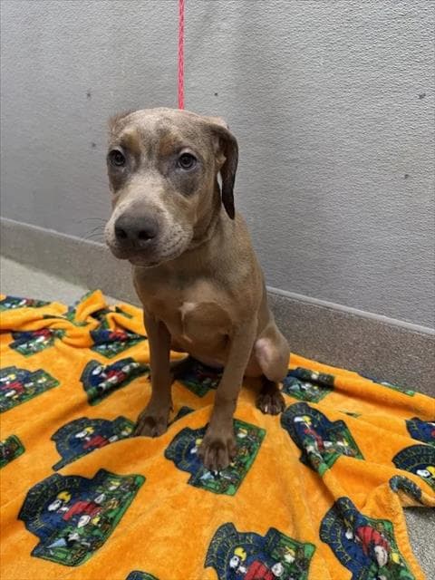 Birdie - Great Dane